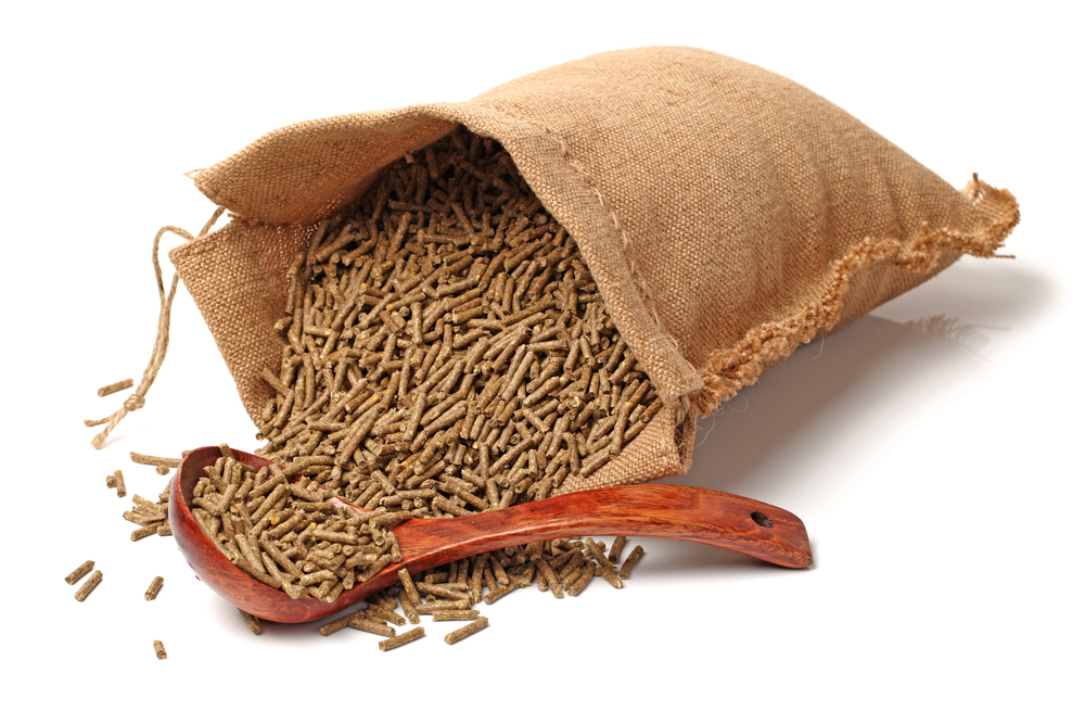 Simpósio da FACTA discutirá custo, desempenho e saúde intestinal na nutrição animal em Foz do Iguaçu (PR