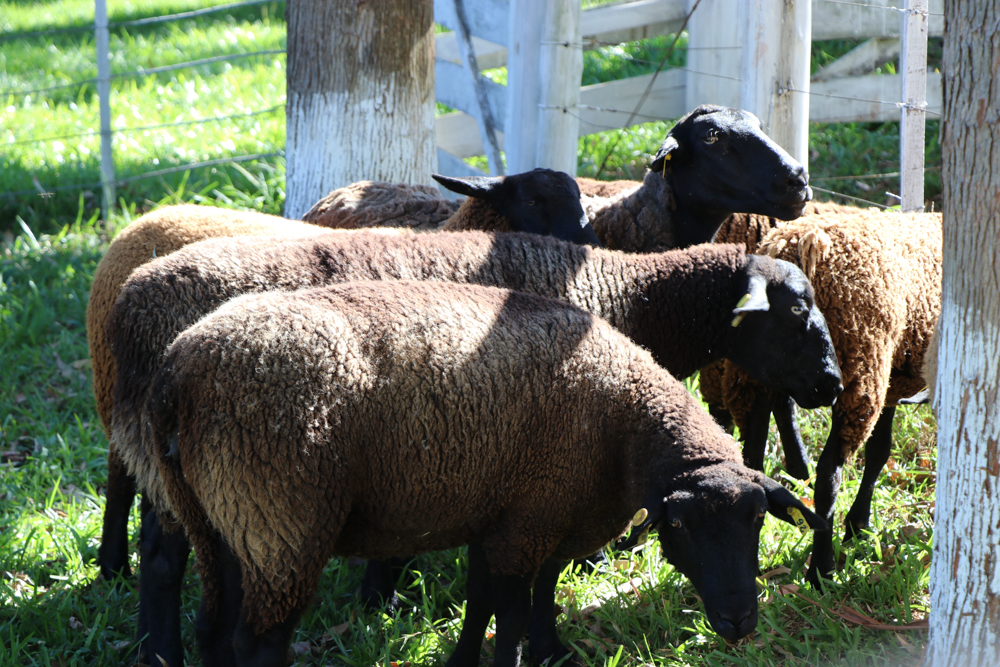 Extremo oeste lança projeto integrado para fortalecer a cadeia de ovinos e caprinos