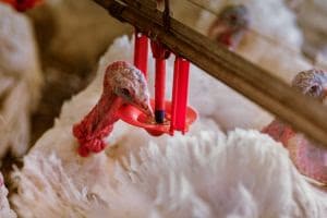 MBRF adere à COBEA para promover soluções colaborativas em bem-estar animal