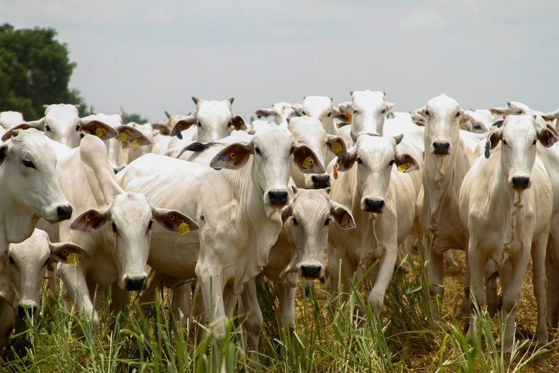 Produção agropecuária de 2025 consolida Goiás como liderança nacional