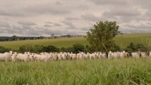 Minerva Foods lidera soluções para o estresse térmico na pecuária e comprova impacto positivo da sombra no bem-estar animal