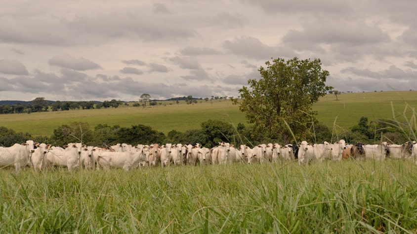 Minerva Foods lidera soluções para o estresse térmico na pecuária e comprova impacto positivo da sombra no bem-estar animal