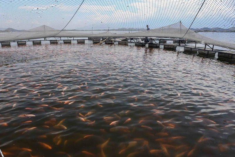 São Paulo estabelece medidas sanitárias para proteger a tilapicultura contra risco de vírus letal