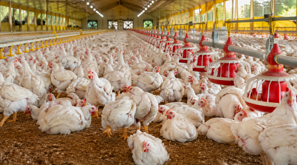 Mercado interno em transformação: ajustes e oportunidades redesenham o cenário da carne no Brasil