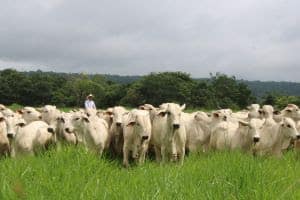 Uso de inteligência artificial pode impulsionar produtividade da pecuária brasileira