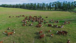 Bem-estar animal é o caminho para a produtividade e competitividade na pecuária