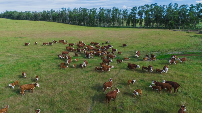 Bem-estar animal é o caminho para a produtividade e competitividade na pecuária