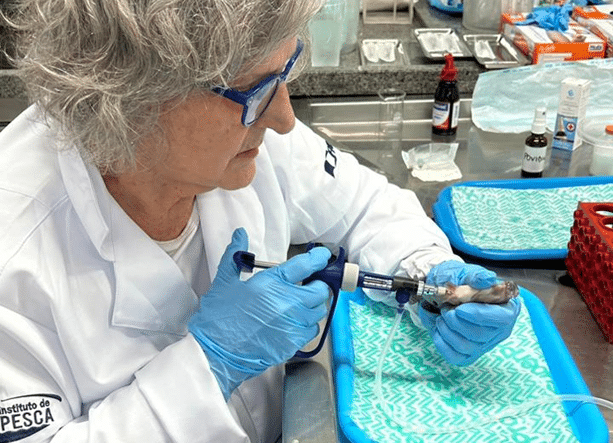 Instituto de Pesca aposta no futuro sustentável da tilapicultura brasileira com menos antibióticos e mais prevenção