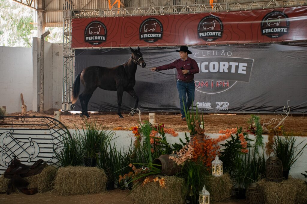 Leilões Feicorte