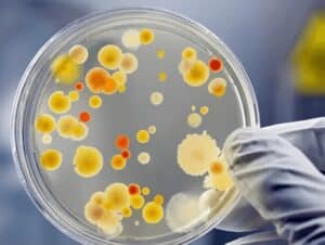 desafios microbiológicos em produtos cárneos