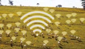Pecuária de precisão: Solução inovadora desenvolvida por Taggen e Embrapa vai além da identificação e garantirá rastreabilidade do gado brasileiro