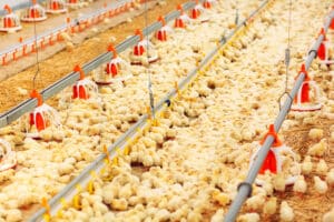 Durante o SIAVS, simpósio da FACTA debate resistência antimicrobiana a um mês de restrição europeia