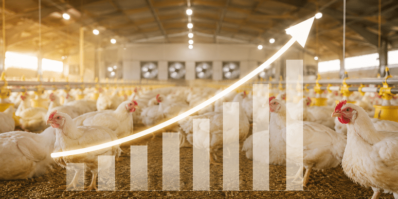 EXPORTAÇÕES DE CARNE DE DE FRANGO CRESCEM 29,9 EM JULHO E ALCANÇAM 519,2 MIL TONELADAS