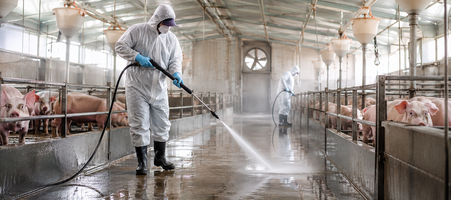ABPA REFORÇA BIOSSEGURIDADE NA SUINOCULTURA COM NOVA CAMPANHA