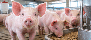 Exportações de carne suína se aproximam de 1,2 milhão de toneladas no acumulado de 2026